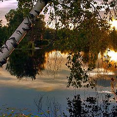 photo "Evening Landscape with Birch"