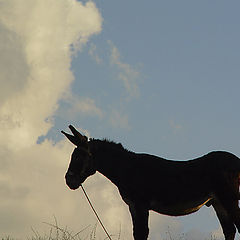 photo "Eatingt Clouds"