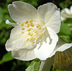 фото "Цветок вишни"