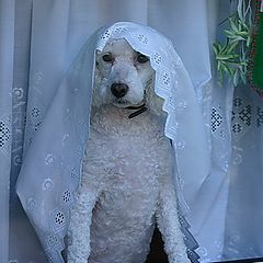фото "Bride at the window"
