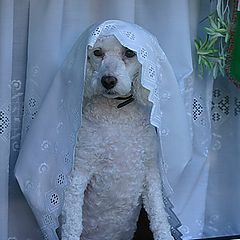 photo "Bride at the window"