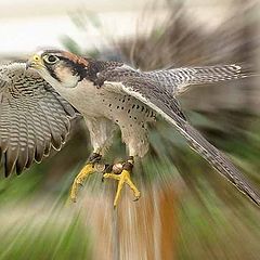 photo "Luminous Falcon"