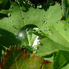 фото "wassertropfen"