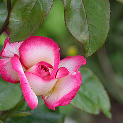 photo "Rose"