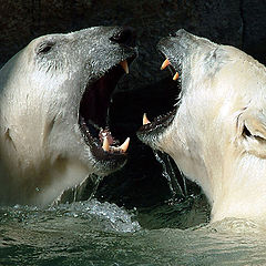 photo "Toothy"