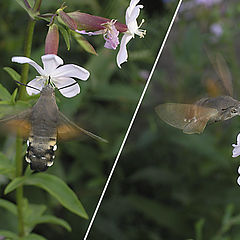 photo "Almost the humming-bird"