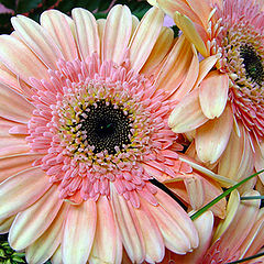 photo "Gerbera"