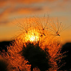 photo "Go with the sunset"