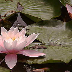 photo "Lotus"