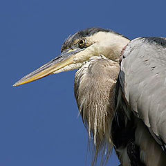 photo "The Thinker"