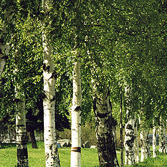 photo "Birchwoods from Pertrozavodsk"