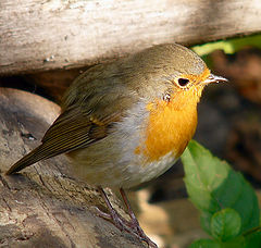 photo "Zarjanka(Erithaucus rebecula)."