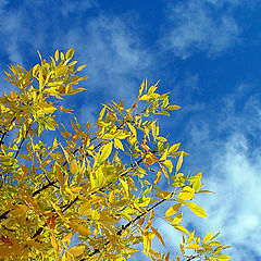 photo "The golden leaves"