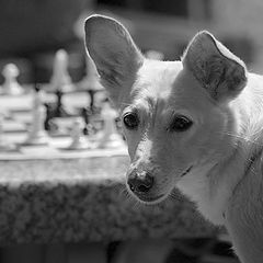 photo "Chess etude"