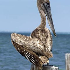 фото "mexican pelicano"