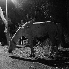 photo "night horse"