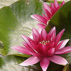 photo "Lotus"