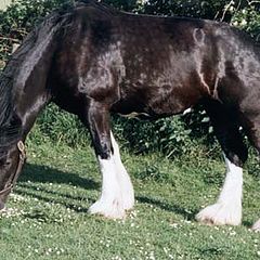 фото "English Shire Horse"