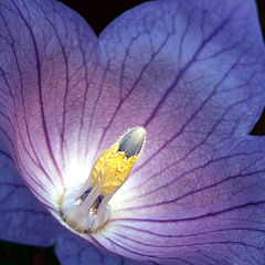 photo "Balloon Flower"