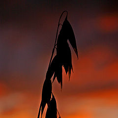 фото "Sunset in cornfild II"