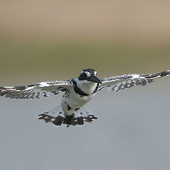 photo "Pied Kingfisher - Ceryle rudis"