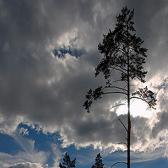 фото "Звон"