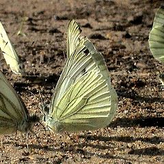 photo "the meeting"