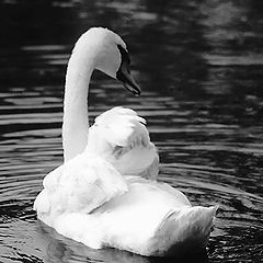 photo "The cut wings. (A city pond)"