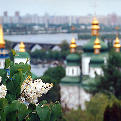 photo "the Blooming Dialogue"