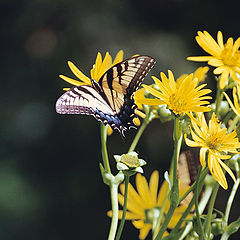 фото "Eastern Tiger Swallowtail"