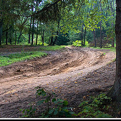 photo "Wood road"