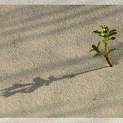 фото "the evening on the beach I"