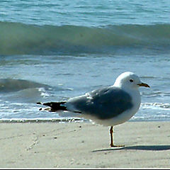 photo "seagull"