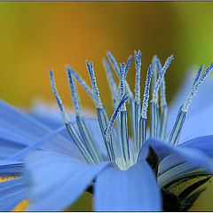 photo "eyelashes..."