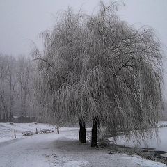 фото "в белом"