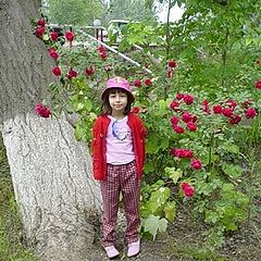 photo "Little rose"