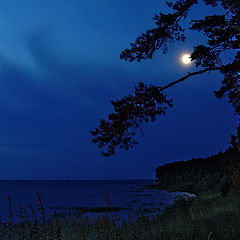 photo "Night Landscape with Moon and Pines"