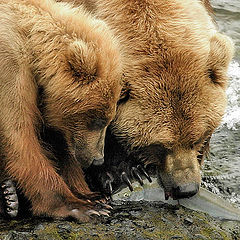 photo "Dinner is served!"