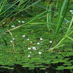 photo "River "snowdrops""