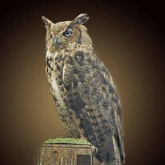 photo "Great Horned Owl"