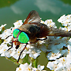 photo "Fly"
