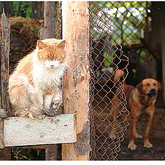 фото "cat&dog"