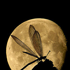 фото "Under Moon Light 2"