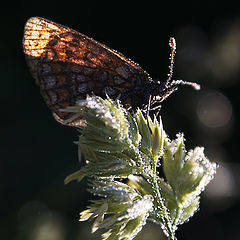 photo "Butterfly"