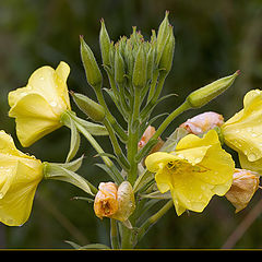 photo "Wildflower"