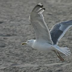 photo "Flight over the beach"