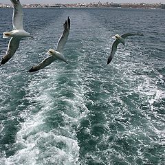 photo "Seagulls on my way"