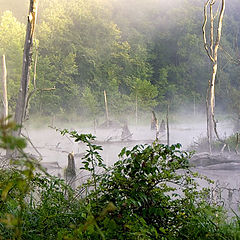 photo "Swamp Gas"