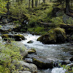 photo "The bear glade"