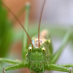 photo "Grasshopper"